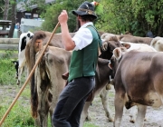 Almabtrieb Hochfeldern Alm 2016