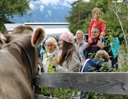 Almabtrieb Hochfeldern Alm 2016