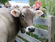 Almabtrieb Hochfeldern Alm 2016