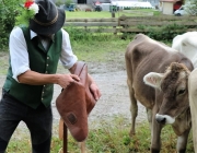 Almabtrieb Hochfeldern Alm 2016