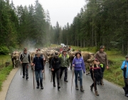 almabtrieb-feldereralpe-2014_a_004