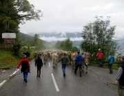 almabtrieb-feldereralpe-2014_a_012