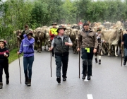 almabtrieb-feldereralpe-2014_a_016