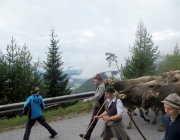 almabtrieb-feldereralpe-2014_a_022