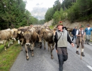 almabtrieb-feldereralpe-2014_a_025