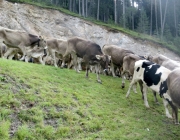 almabtrieb-feldereralpe-2014_a_027