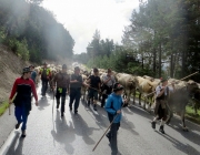 almabtrieb-feldereralpe-2014_a_031