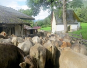 almabtrieb-feldereralpe-2014_a_050