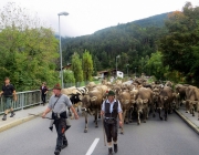 almabtrieb-feldereralpe-2014_a_055