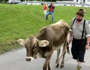 almabtrieb-feldereralpe-2014_a_063
