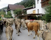 almabtrieb-feldereralpe-2014_a_069