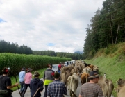 almabtrieb-feldereralpe-2014_a_085