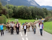 almabtrieb-feldereralpe-2014_a_090