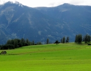 almabtrieb-feldereralpe-2014_a_099