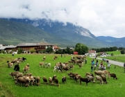almabtrieb-feldereralpe-2014_a_117