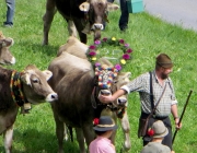 almabtrieb-feldereralpe-2014_a_121