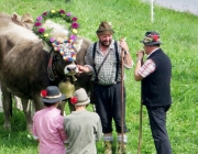 almabtrieb-feldereralpe-2014_a_123