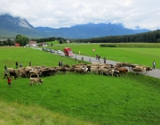 almabtrieb-feldereralpe-2014_a_134