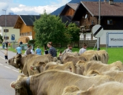 almabtrieb-feldereralpe-2014_a_149