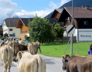 almabtrieb-feldereralpe-2014_a_150