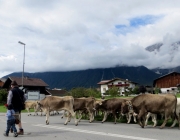 almabtrieb-feldereralpe-2014_a_154