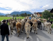almabtrieb-feldereralpe-2014_a_156