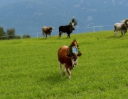 almfest-marienberg-alm-2013_139
