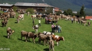Almabtrieb 2018 Ankommen 028