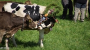Almabtrieb 2018 Ankommen 029