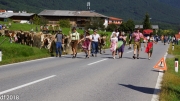 Almabtrieb 2018 Ankommen 034