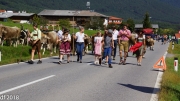 Almabtrieb 2018 Ankommen 035