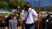 Almabtrieb 2018 Ankommen 045