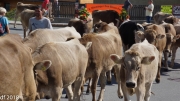 Almabtrieb 2018 Ankommen 048