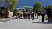 Almabtrieb 2018 Ankommen 051