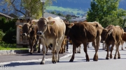 Almabtrieb 2018 Ankommen 053