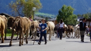 Almabtrieb 2018 Ankommen 054