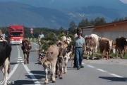 Almabtrieb 2018 Ankommen 070