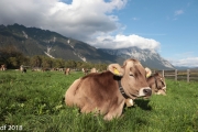 Almabtrieb 2018 Ankommen 102