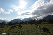 Almabtrieb 2018 Ankommen 109
