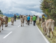 Almabtrieb 2017 Hochfeldern Alm / Mieming – „Ganz nah dran“