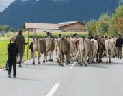 Almabtrieb 2017 Hochfeldern Alm / Mieming – „Ganz nah dran“