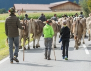 Almabtrieb 2017 Hochfeldern Alm / Mieming – „Ganz nah dran“