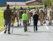 Almabtrieb 2017 Hochfeldern Alm / Mieming – „Ganz nah dran“