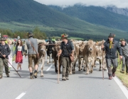 Almabtrieb 2017 Hochfeldern Alm / Mieming – „Ganz nah dran“