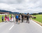 Almabtrieb 2017 Hochfeldern Alm / Mieming – „Ganz nah dran“