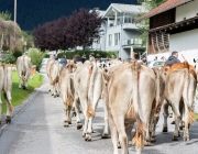 Almabtrieb 2017 Hochfeldern Alm / Mieming – „Ganz nah dran“