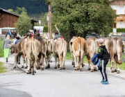 Almabtrieb 2017 Hochfeldern Alm / Mieming – „Ganz nah dran“