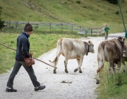 Almabtrieb 2017 Hochfeldern Alm / Mieming – „Ganz nah dran“