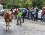 Almabtrieb 2017 Hochfeldern Alm / Mieming – „Ganz nah dran“