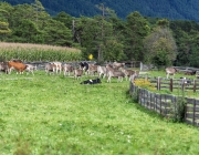 Almabtrieb 2017 Hochfeldern Alm / Mieming – „Ganz nah dran“